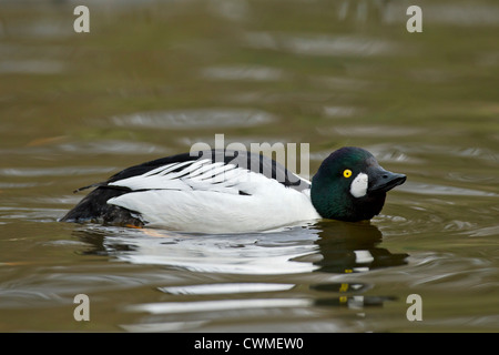 Le garrot à œil d'or (Bucephala clangula) masculin afficher sur le lac, Allemagne Banque D'Images