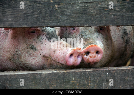 Deux curieux le porc domestique (Sus scrofa domesticus) à l'intermédiaire de bandes de clôture en bois, Allemagne Banque D'Images