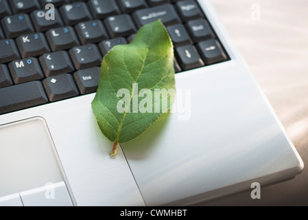 Vert feuille on laptop Banque D'Images