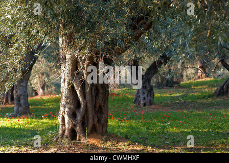 Ancienne oliveraie au printemps (la péninsule de Pelion, Thessalie, Grèce) Banque D'Images