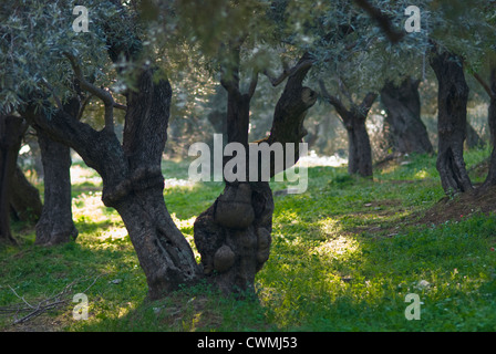 Ancienne oliveraie au printemps (la péninsule de Pelion, Thessalie, Grèce) Banque D'Images