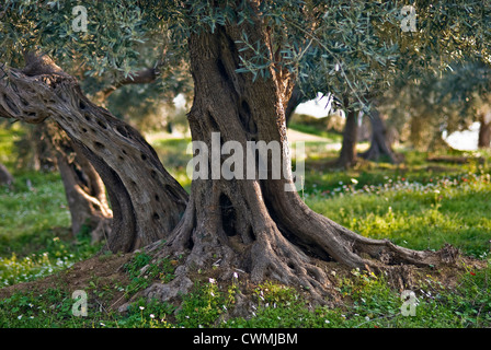 Arbre généalogique olive sur la floraison pré dans Old Orchard (péninsule de Pelion, Thessalie, Grèce) Banque D'Images