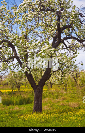 Poirier en fleurs sur la floraison pré (péninsule de Pelion, Thessalie, Grèce) Banque D'Images