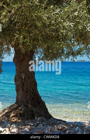 Arbre généalogique olive sur la plage (la péninsule de Pelion, Thessalie, Grèce) Banque D'Images