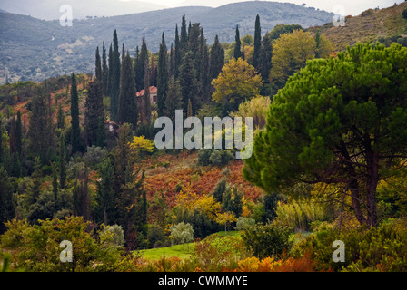 Paysage d'automne avec des cyprès (péninsule de Pelion, Thessalie, Grèce) Banque D'Images