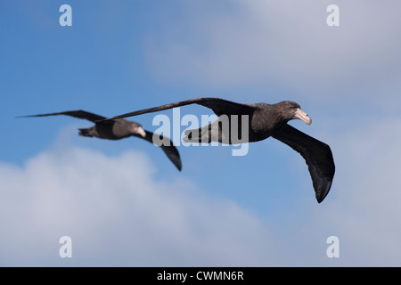Les pétrels géants, Macronectes giganteus, l'île Gough, Océan Atlantique Sud Banque D'Images