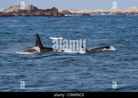 Mâles et femelles adultes entrez les épaulards migrateurs ou des orques (Orcinus orca), surfaçage, Monterey, Californie, l'océan Pacifique. Banque D'Images