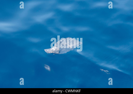 La peau de cachalot, Physeter macrocephalus, remise alors que la pénalité. Açores, Océan Atlantique. Banque D'Images