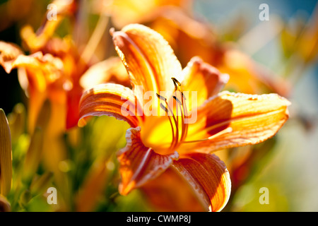 Belles fleurs orange tiger lily foisonnent dans jardin Banque D'Images