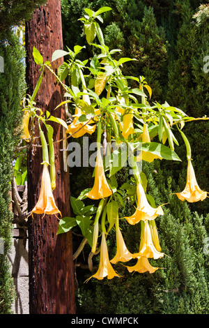 Ange trompette jaune en fleur. Banque D'Images