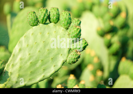 Ficus indica cactus avec fruits pas mûrs Banque D'Images