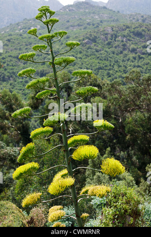 Agave blossom dans paysage méditerranéen Banque D'Images