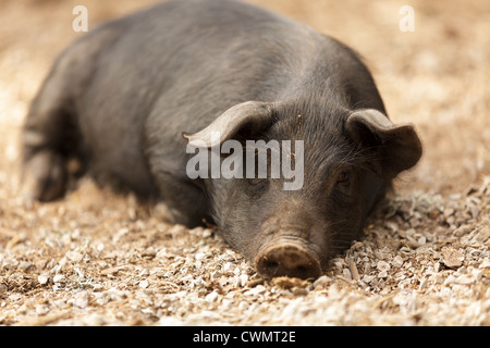 Portrait de cochon sauvage située dans la masse forestière Banque D'Images