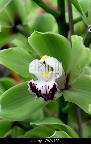 Alice Anderson cymbidium orchidée blanc vert exotique tropical hybride close-up flore fleurs fleur tendre couleur couleur Banque D'Images