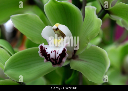 Alice Anderson cymbidium orchidée blanc vert exotique tropical hybride close-up flore fleurs fleur tendre couleur couleur Banque D'Images