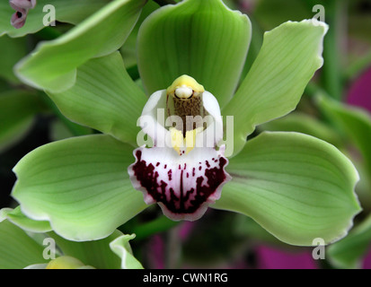 Alice Anderson cymbidium orchidée blanc vert exotique tropical hybride close-up flore fleurs fleur tendre couleur couleur Banque D'Images