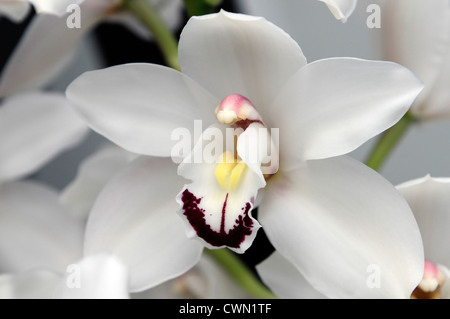 Danny cymbidium orchidée blanc vert exotique tropical hybride close-up flore fleurs fleur tendre couleur couleur libre fermer Banque D'Images