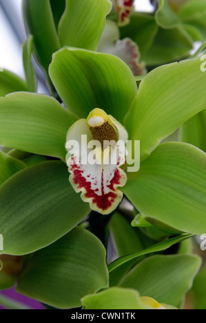 Cymbidium géant vert hybride d'orchidée exotique tropical close-up flore fleurs fleur tendre couleur couleur libre fermer Banque D'Images