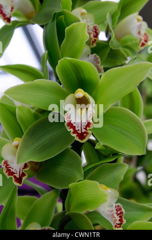 Cymbidium géant vert hybride d'orchidée exotique tropical close-up flore fleurs fleur tendre couleur couleur libre fermer Banque D'Images