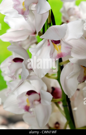 Cymbidium orchidée blanc nevada exotiques tropicaux hybride close-up flore fleurs fleur tendre couleur couleur libre fermer Banque D'Images