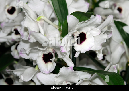 Dendrobium nobile hybride d'orchidée blanche exotique tropical close-up flore fleurs fleur tendre couleur couleur Banque D'Images