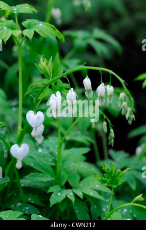 Lamprocapnos bleeding heart blanc Dicentra spectabilis Alba ombre floraison printemps fleurs en forme de coeur forme woodland flower Banque D'Images