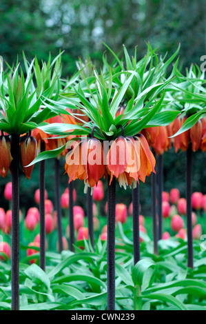 Fritillaria imperialis rubra maxima floraison fleurs couleurs Les couleurs d'orange couronne impériale fleurs bulbes de printemps Avril Banque D'Images