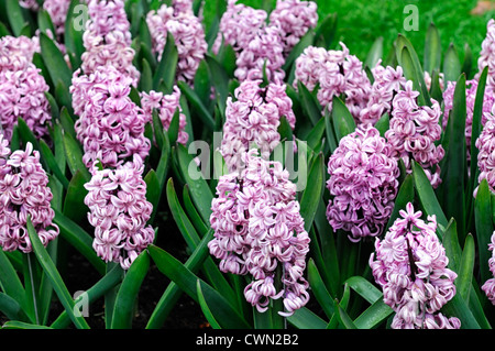 Hyacinth Hyacinthus orientalis andorre rose fleur fleurs fleurs chambres d'appoint border spring display affiche l'ampoule Banque D'Images