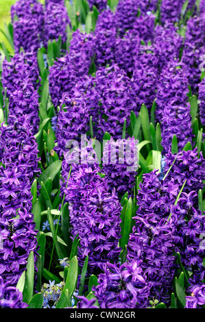 Hyacinth Hyacinthus orientalis Peter Stuyvesant fleur pourpre fleurs oranger chambres lits printemps frontaliers affichage ampoule Banque D'Images