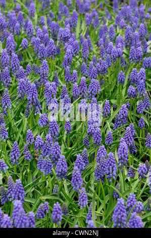 Muscari armeniacum blue pearl muscaris fleurs printemps floraison lampe lit fleur Banque D'Images