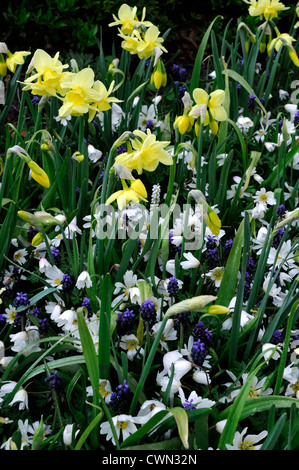 Frontière lit mélangé en fleurs de printemps jaune blanc bleu ampoules couleur couleur mélange de plantation mixte combinaison combo régime d'affichage Banque D'Images