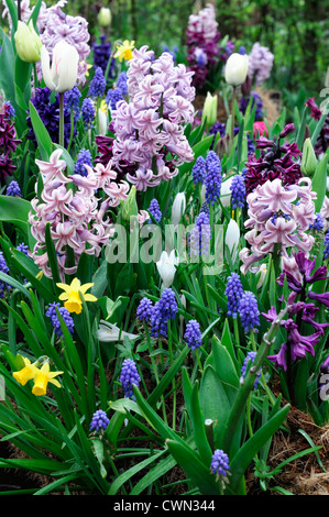 Hyacinth muscari narcissus jetfire mixte de crocus en fleurs printemps frontière bulbes bleu blanc violet couleur couleur combinaison Banque D'Images