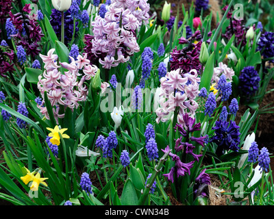 Hyacinth muscari narcissus jetfire mixte de crocus en fleurs printemps frontière bulbes bleu blanc violet couleur couleur combinaison Banque D'Images