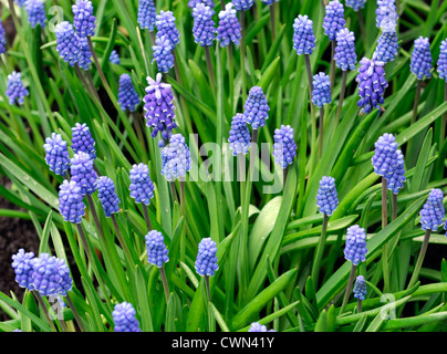 Muscari aucheri Dark Eyes blue grape hyacinth lit fleurs printemps floraison ampoule fleur Banque D'Images