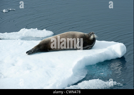 Le phoque barbu (Erignathus barbatus),, allongé sur la glace de mer, Monte Carlo, Banque D'Images