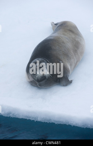 Le phoque barbu (Erignathus barbatus),, allongé sur la glace de mer, Monte Carlo, Banque D'Images