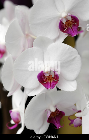 Phalaenopsis queen of hearts pink white moth orchid closeup portrait portraits de plantes tropicales plantes fleurs pétales Banque D'Images