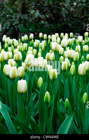 Tulipa anges désirent white tulip fleurs jardin fleurs de printemps fleur double couleur couleur Banque D'Images