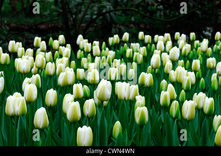 Tulipa anges désirent white tulip fleurs jardin fleurs de printemps fleur double couleur couleur Banque D'Images