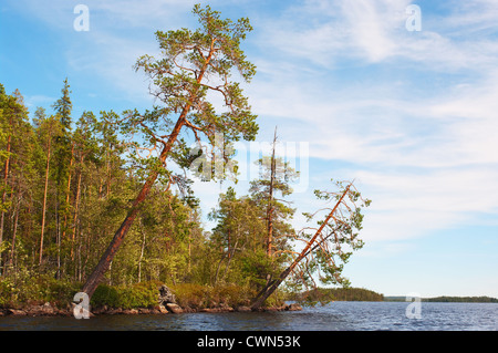 Pins sur la rive du lac ont plié au-dessus de l'eau Banque D'Images