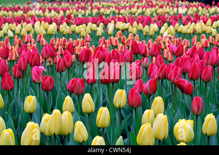 Tulipa salmon impression tulip van Eijk darwin rose fleur fleurs printemps jardin hybride fleur double couleur couleur Banque D'Images