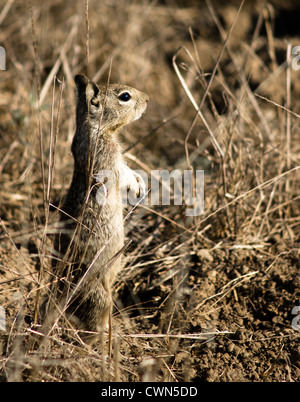 L'écureuil mignon debout sur ses pattes. Photo prise à la réserve écologique de Bolsa Chica Wetlands à Huntington Beach, Californie Banque D'Images