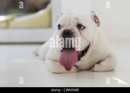 Bulldog Anglais blanc portant sur le sol Banque D'Images