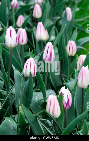 Tulipa drapeau flamboyant rose blanc triumph tulip fleurs fleur fleur ressort d'affichage couleur de l'ampoule couleur lit Banque D'Images