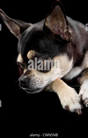 Cute fermer vous profil de tan et noir chihuahua. Isolé sur fond noir. Banque D'Images