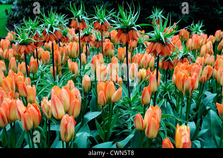 Tulipa fosteriana empereur orange tulip fritillaria imperialis imperial crown aurora mélange fleurs lit mixte combinaison combo Banque D'Images