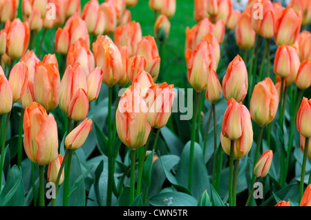 Tulipa fosteriana empereur orange fleurs tulipes fleur fleurs printemps affichage couleur ampoule couleur lit Banque D'Images