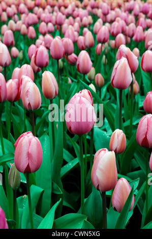 Tulipa Darwin impression rose fleurs tulipe hybride fleur fleurs printemps affichage couleur ampoule couleur lit Banque D'Images