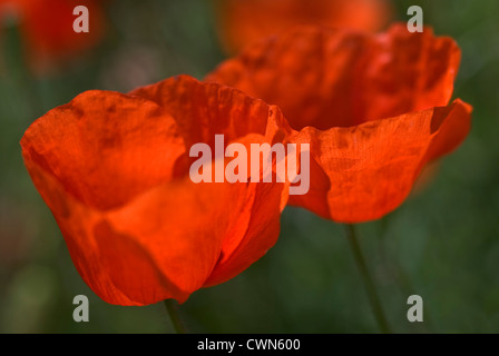 Libre de deux coquelicots rouges (Papaver rhoeas) sur la floraison meadow Banque D'Images