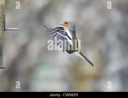 Chaffinch planant Banque D'Images